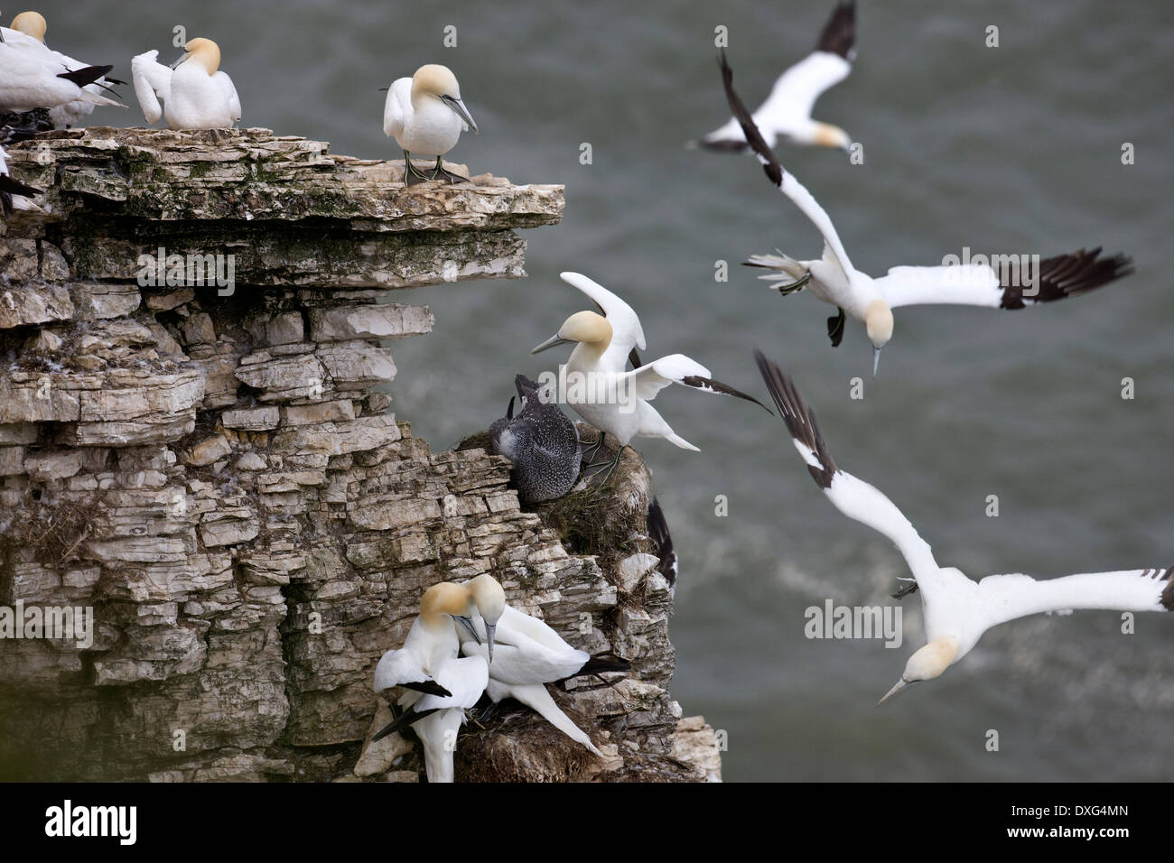 Tölpelkolonie (Morus Bassanns) in Bempton Cliffs an der Küste von North Yorkshire im Vereinigten Königreich. Stockfoto