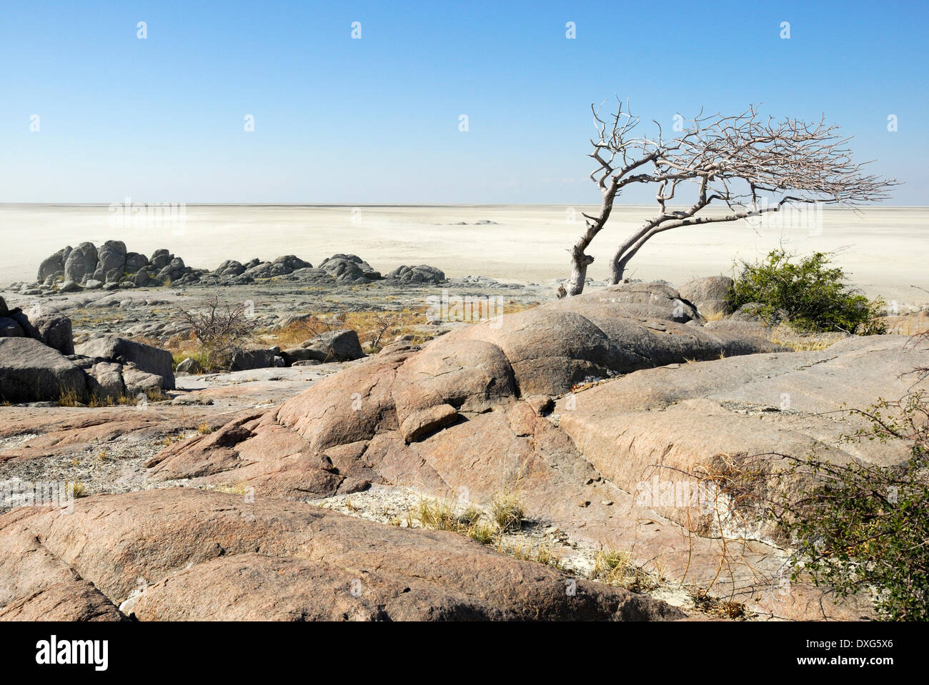 Windgepeitschten Baum auf Granit Felsen im Kubu Island am Rande der Sowa Pan in die Makgadikgadi Salzpfannen, Botswana. Stockfoto