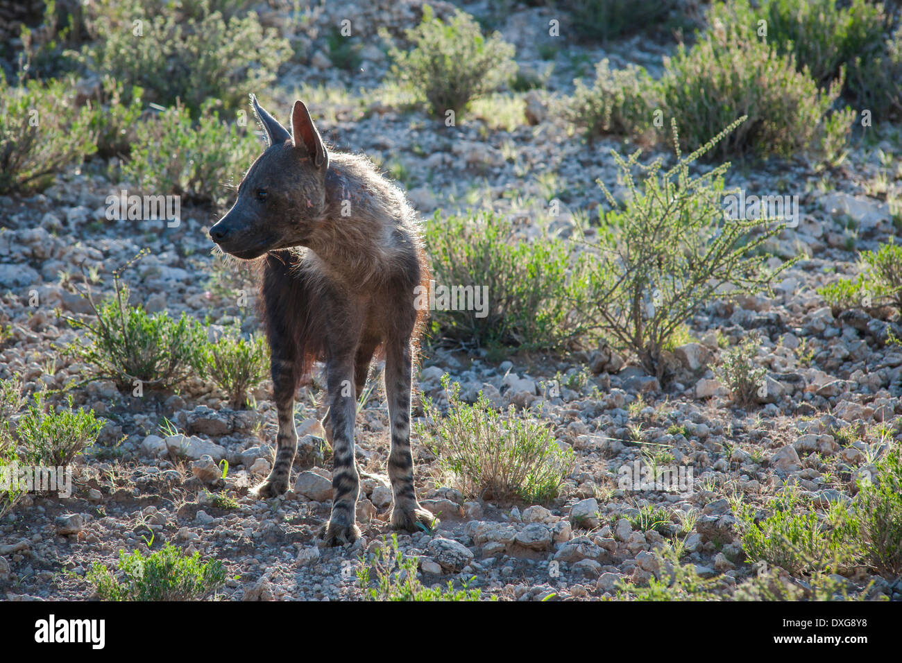 Braune Hyäne (Parahyaena Brunnea), Kgalagadi Transfrontier Park, Northern Cape, Südafrika Stockfoto