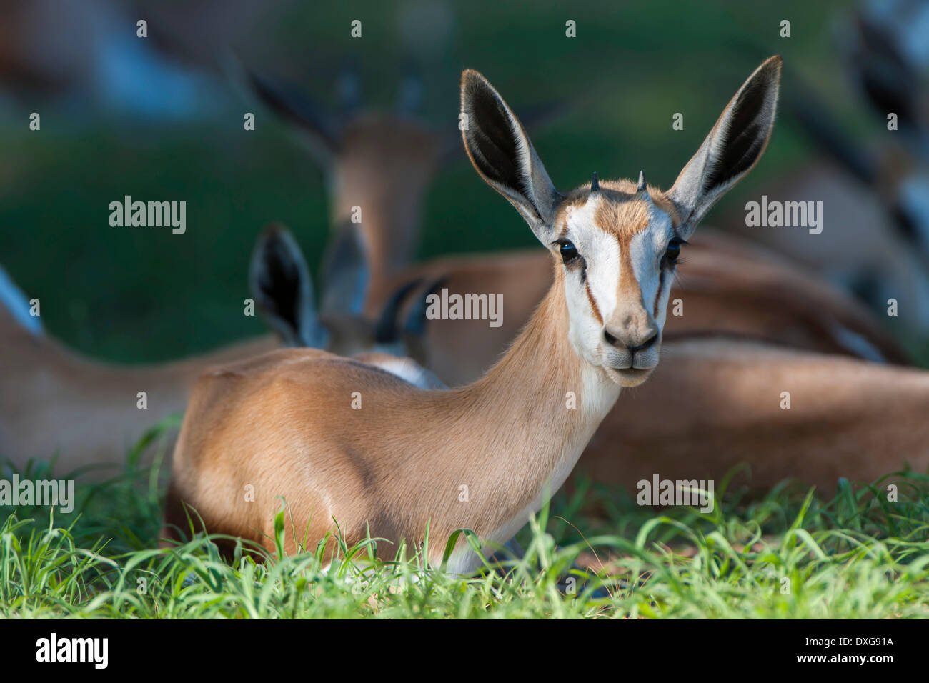 Young Springbok (Antidorcas Marsupialis) liegen in der Grass, Kgalagadi Transfrontier Park, Northern Cape, Südafrika Stockfoto