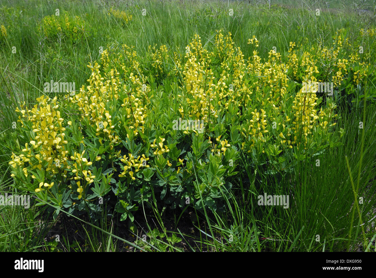 Crotalaria Dura, giftige Pflanze verantwortlich für Emphysem bei Pferden Stockfoto