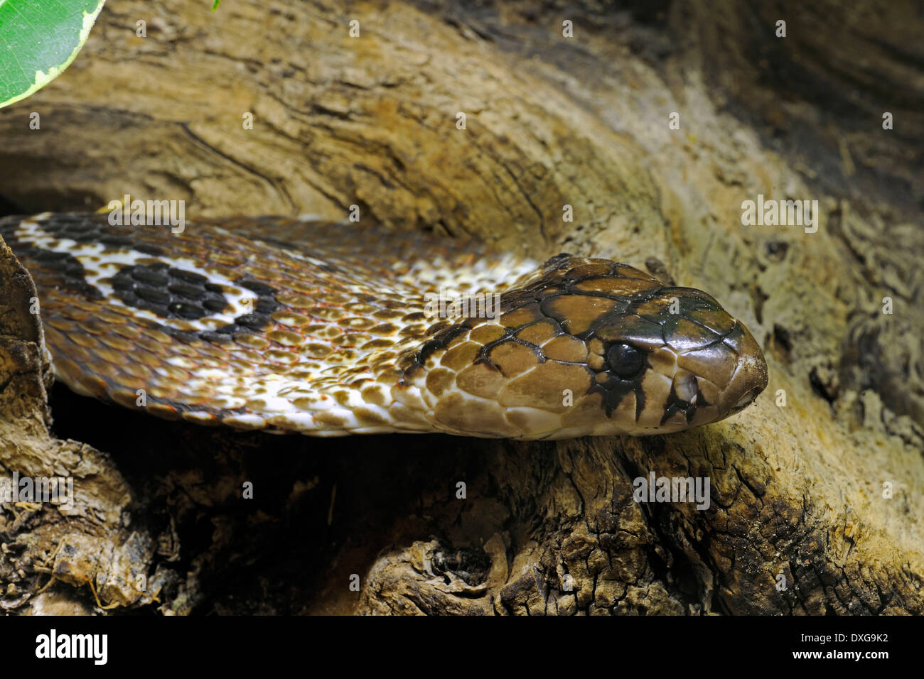 Indische Kobra oder Spectacled Cobra, (Naja Naja Naja), Asien Stockfoto