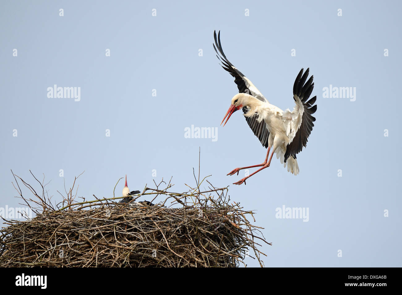 Weißer Storch (Ciconia Ciconia), das Nest, Storch Dorf Linum, Brandenburg, Deutschland, Europa Stockfoto