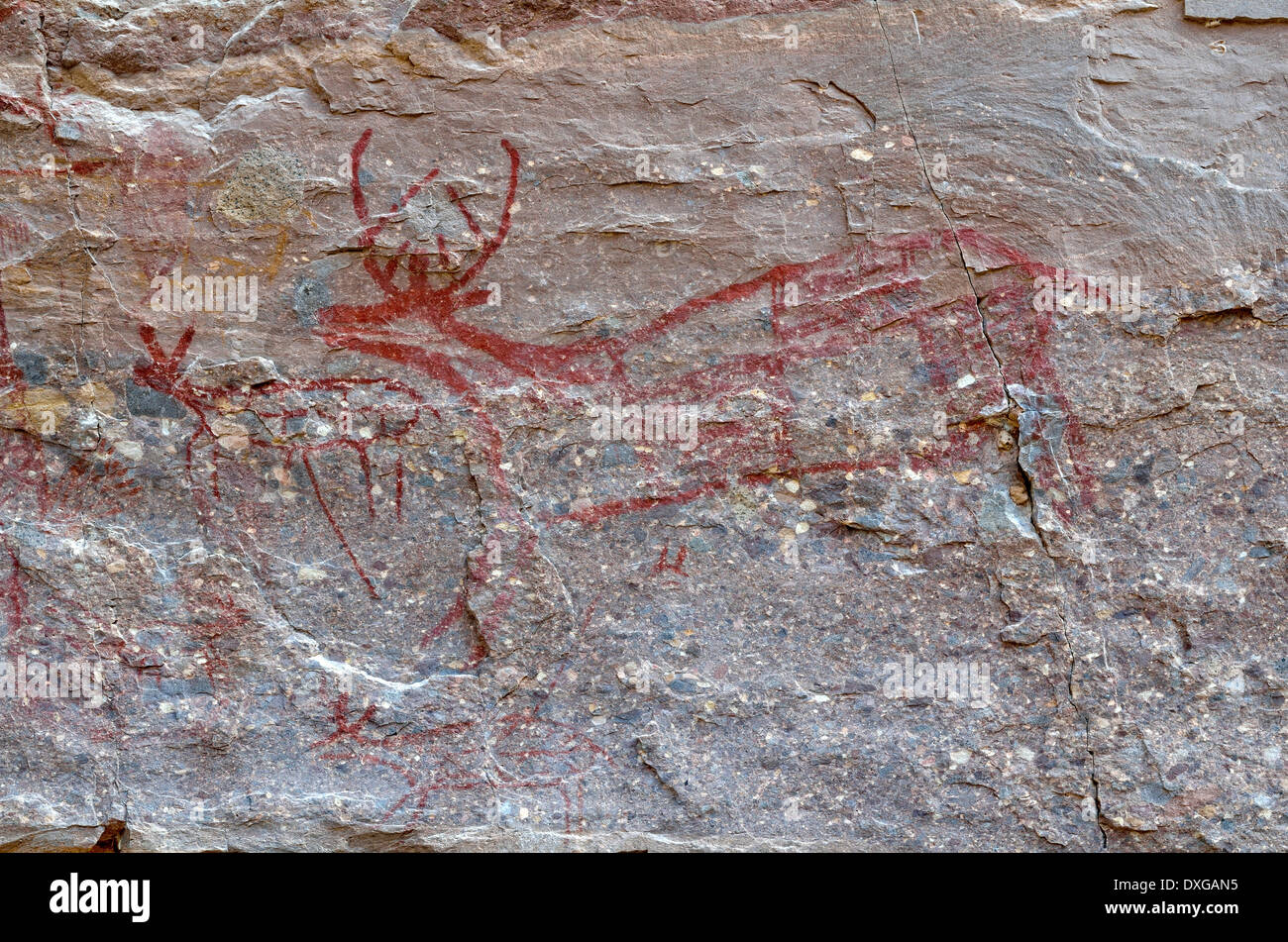 Hirsch, Detail, historische Felsmalereien der Indianer verschiedener Cochimí Stämme, mindestens 3500 Jahre Canon De La Trinidad, Mulege Stockfoto