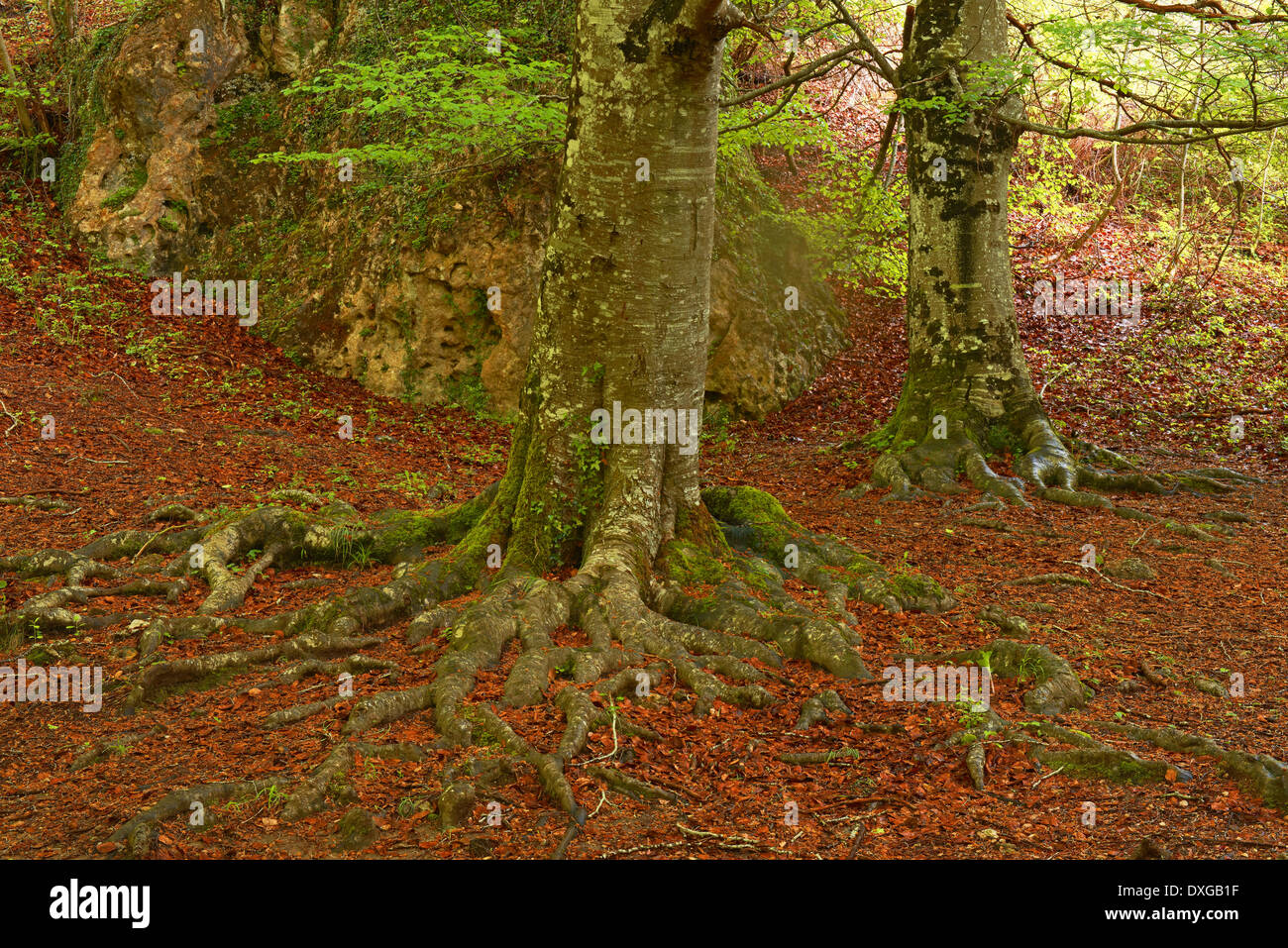 Buche Bäume, Urbasa-Andía Naturpark, Navarra, Spanien Stockfoto