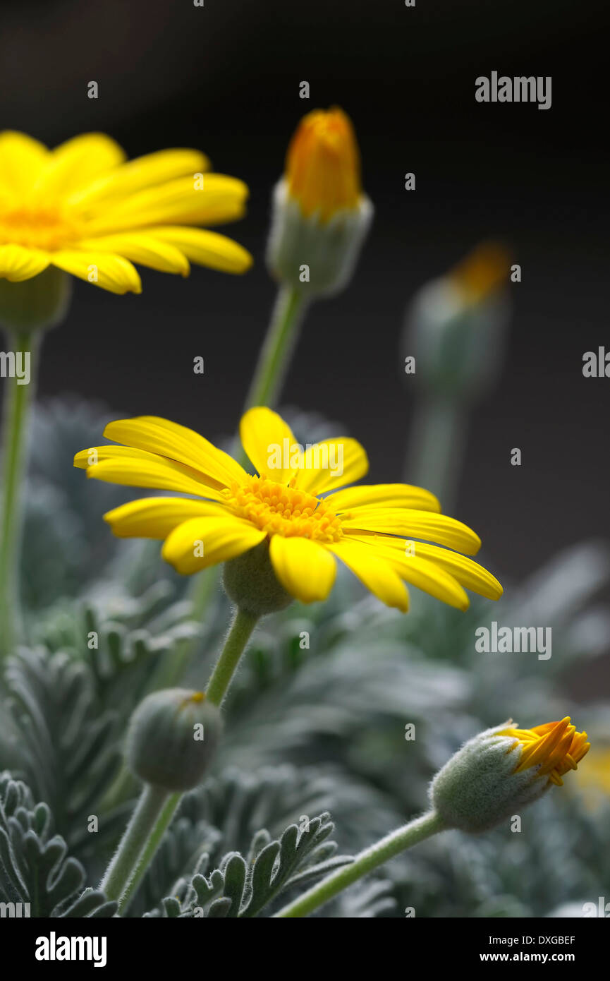 Gelbe Bush Daisy (Euryops Actinobakterien), Südafrika Stockfoto