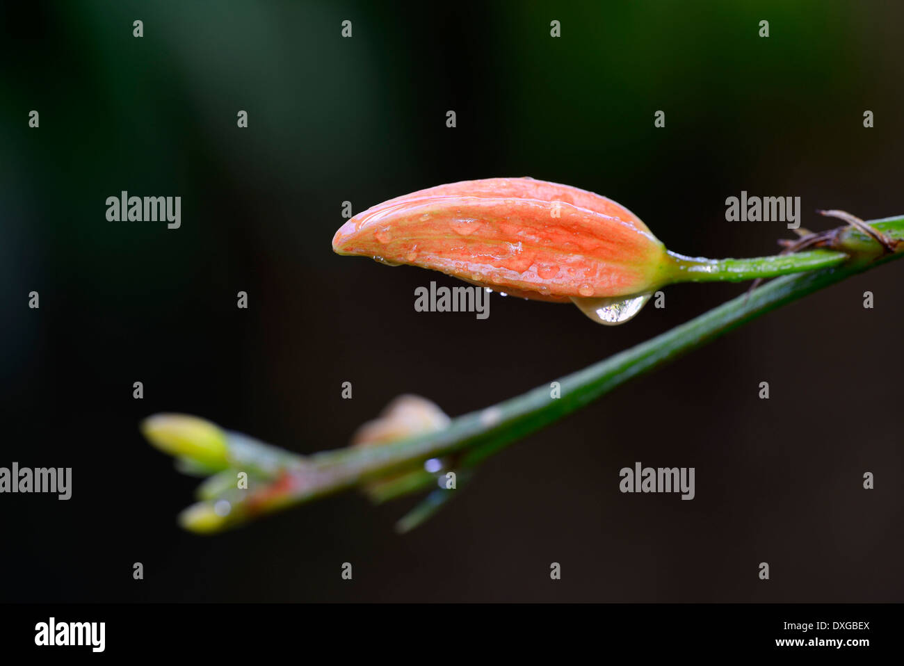 Fackel-Ingwer (Erythrochiton Brasiliensis), Knospe, Südamerika Stockfoto