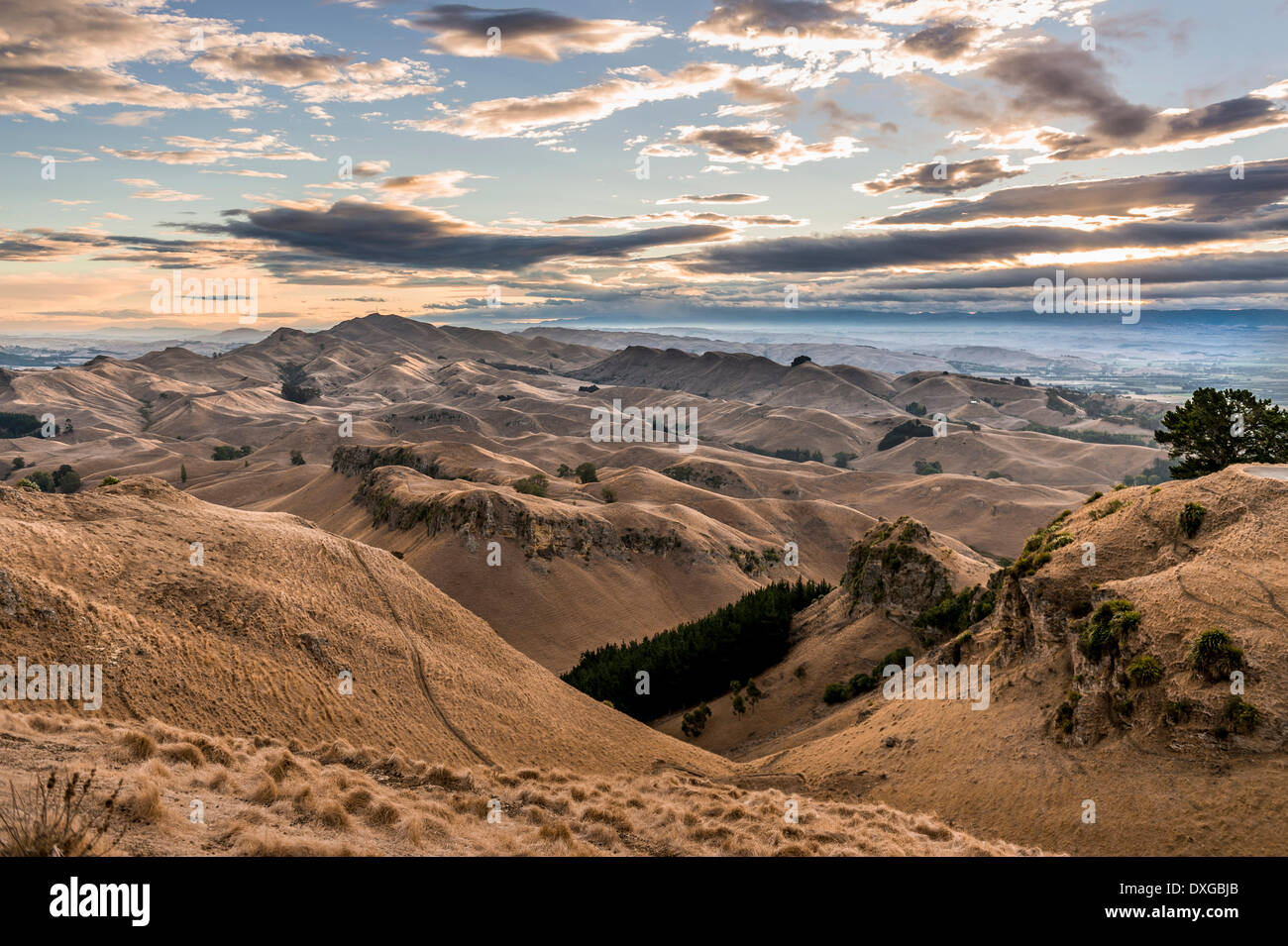 Te Mata Peak, trockenen Landschaft, Abendstimmung, in der Nähe von Hastings, Hawke's Bay, North Island, Neuseeland Stockfoto