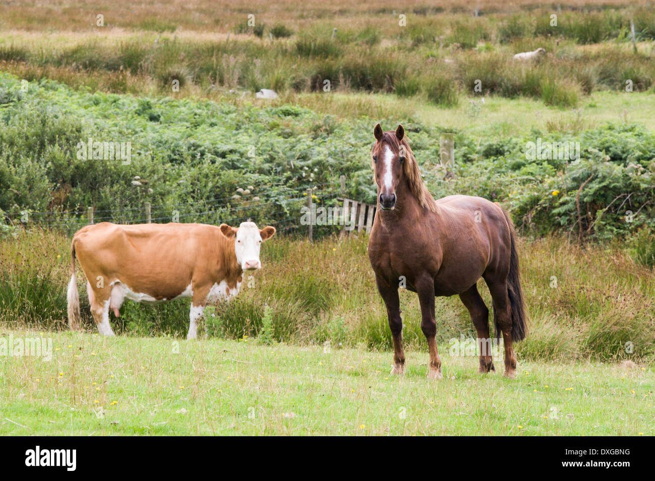 Pferd und Kuh in einem Feld, Isle of Islay, Inneren Hebriden, Schottland Stockfoto