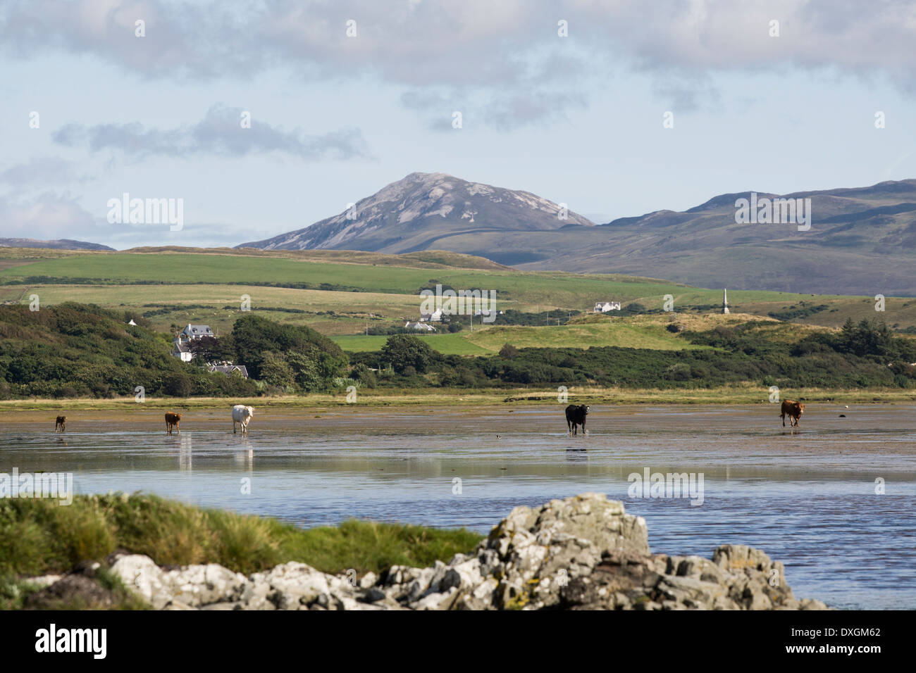 Rinder an der Küste von Loch Indaal, Isle of Islay, Inneren Hebriden, Schottland Stockfoto