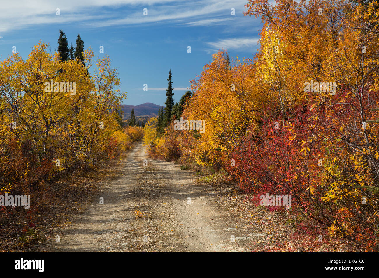 Herbstfärbung auf der alten Top of the World Highway, Yukon Territorien, Kanada Stockfoto