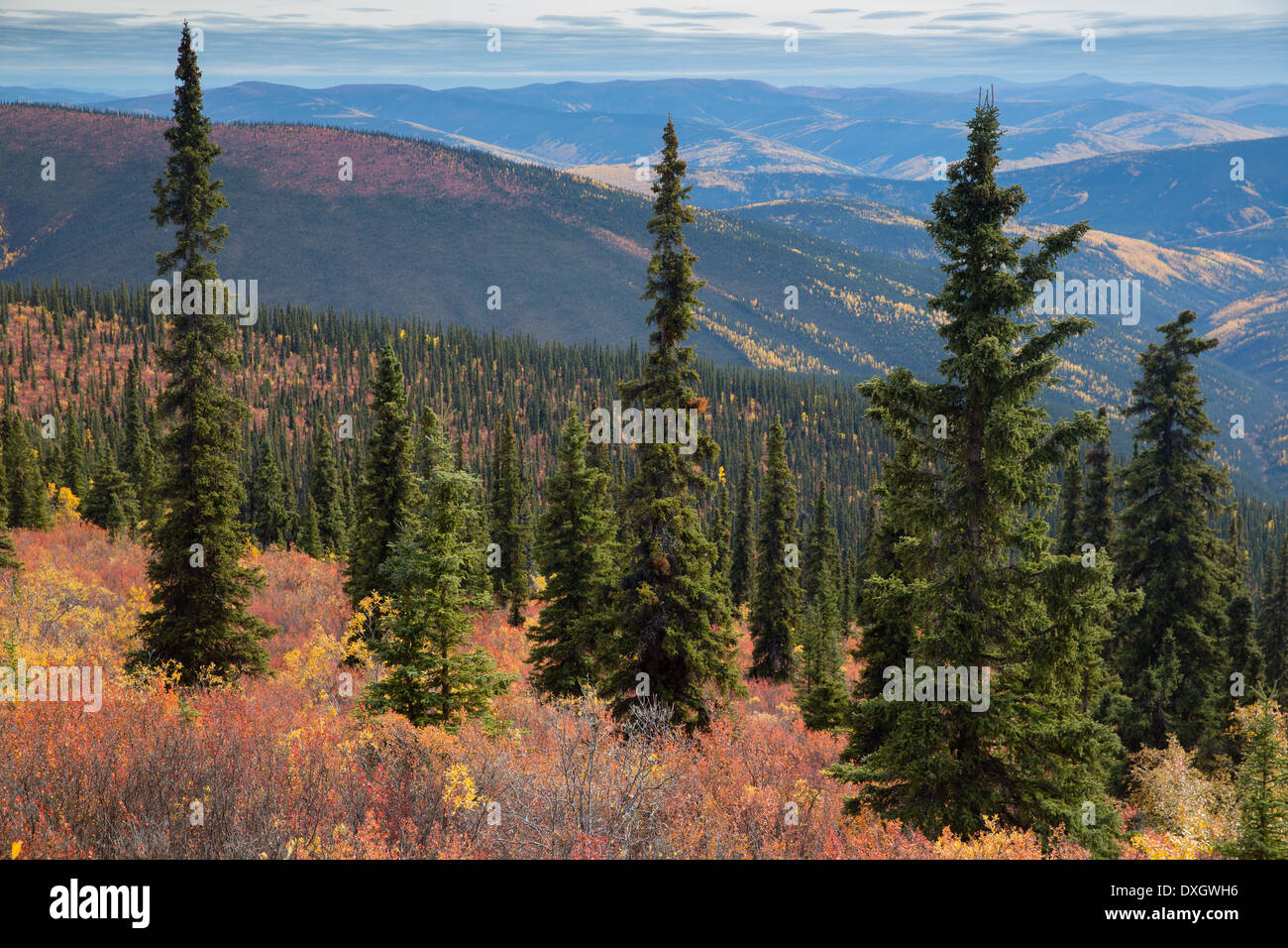 Herbstfärbung auf der Oberseite der Welt Highway, Yukon Territorien, Kanada Stockfoto