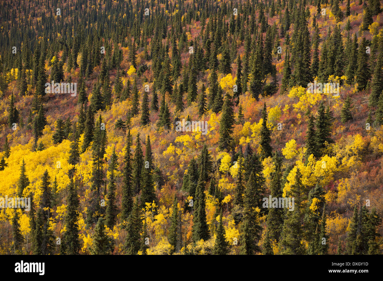 Herbstfärbung auf der Oberseite der Welt Highway, Yukon Territorien, Kanada Stockfoto