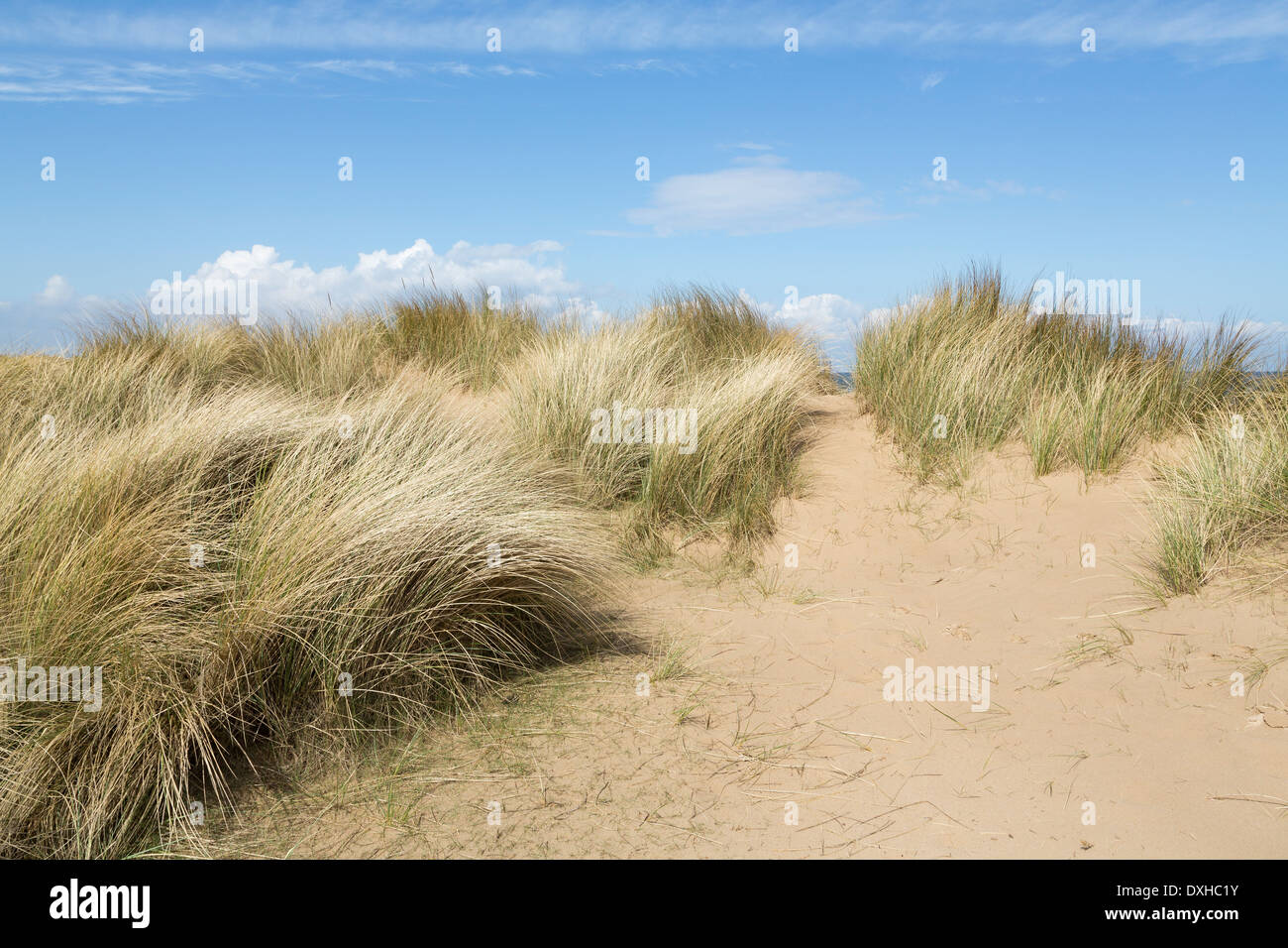 Dünengebieten Grass, Ammophila Arenaria, am Holkham Beach, Norfolk, England Stockfoto