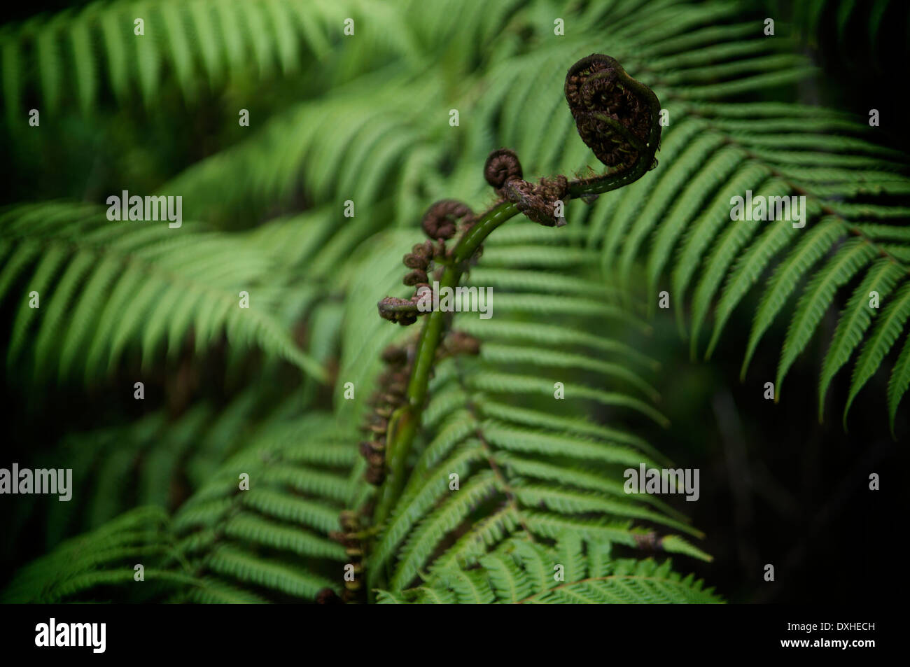 Silver fern von Neuseeland entfaltet, bevor eine ausgereifte Version im Hintergrund. Stockfoto