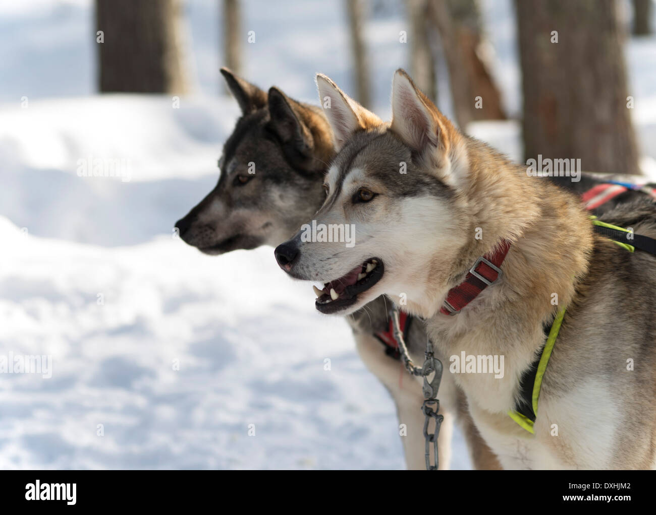 Schlittenhunde in Luosto, Finnland Stockfoto