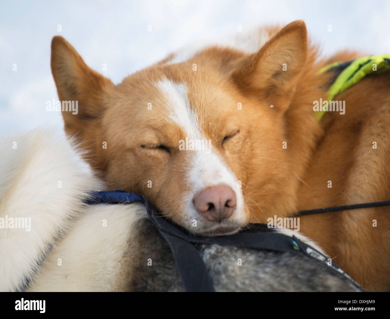 Alaska Malamute in Luosto, Finnland Stockfoto
