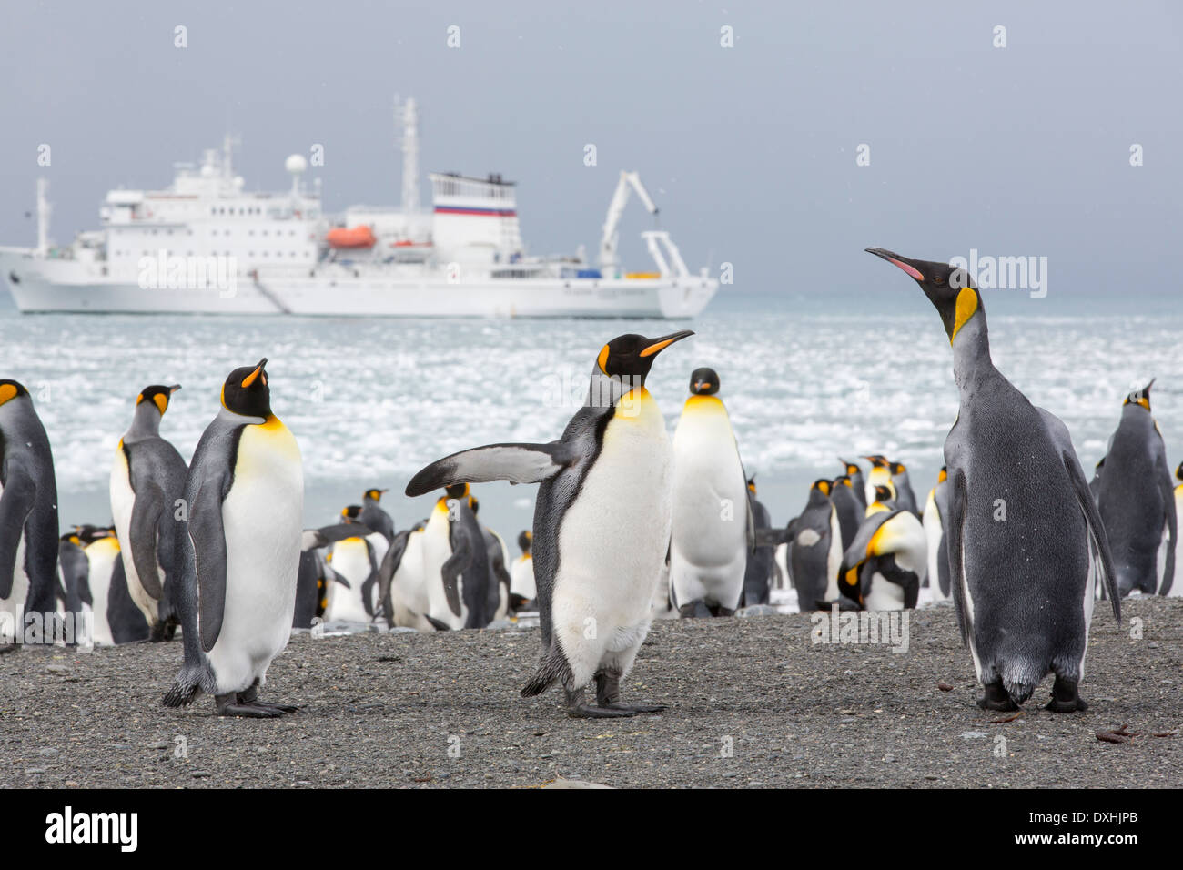 Königspinguine am Strand von Gold Harbour auf Südgeorgien, südliche Ozean mit einer Expedition Kreuzfahrt Schiff hinter. Stockfoto
