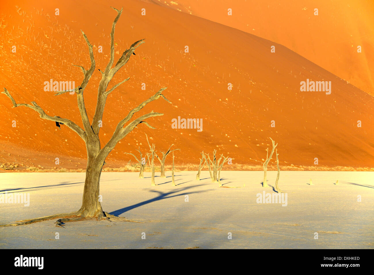 Tote Bäume Camel Thorn (Acacia Erioloba), Deadvlei, Sossusvlei, Namib-Naukluft-Park, Namib-Wüste, Namibia, Afrika Stockfoto