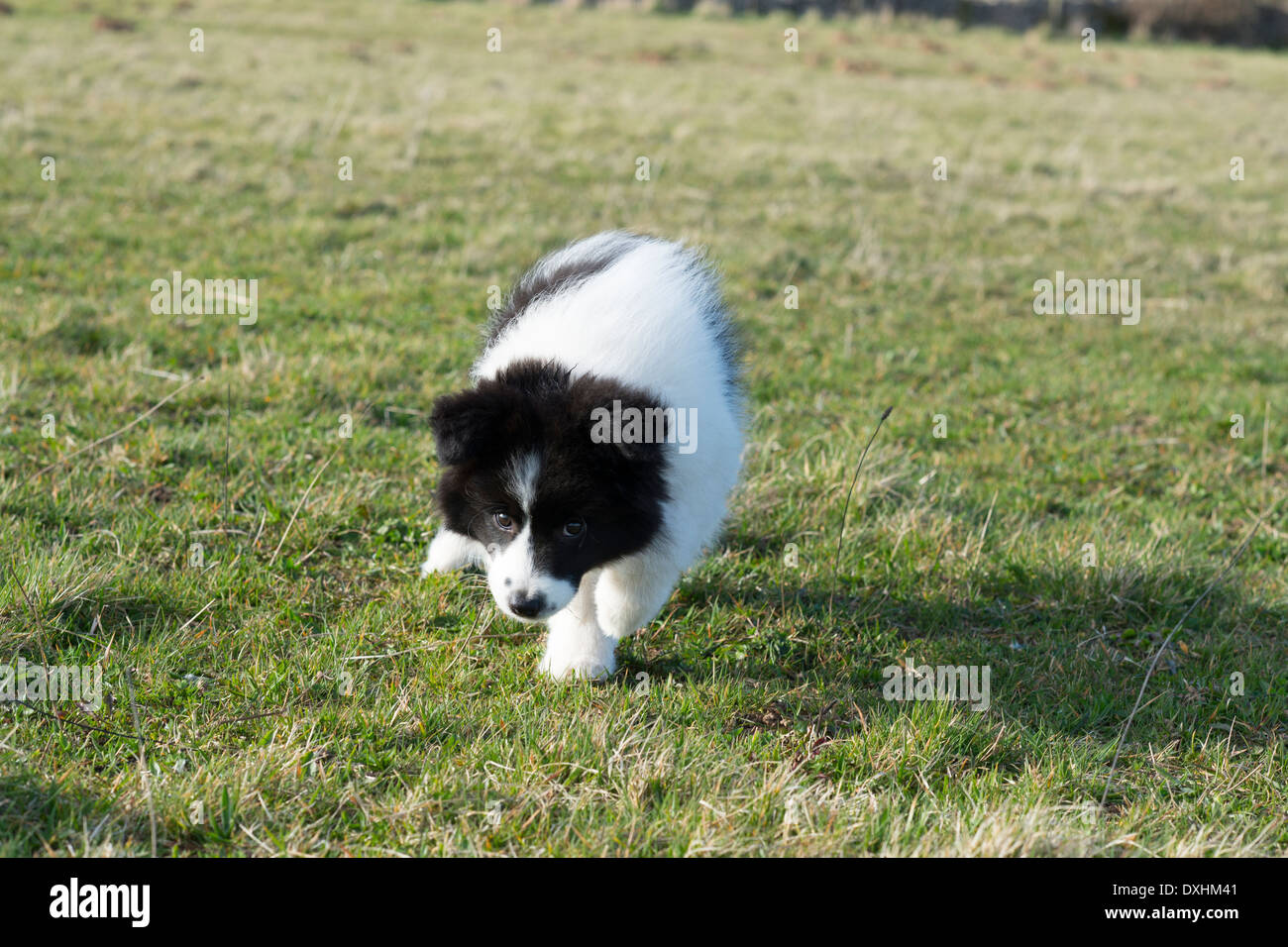 Border Collie Welpen laufen spielen Stockfoto