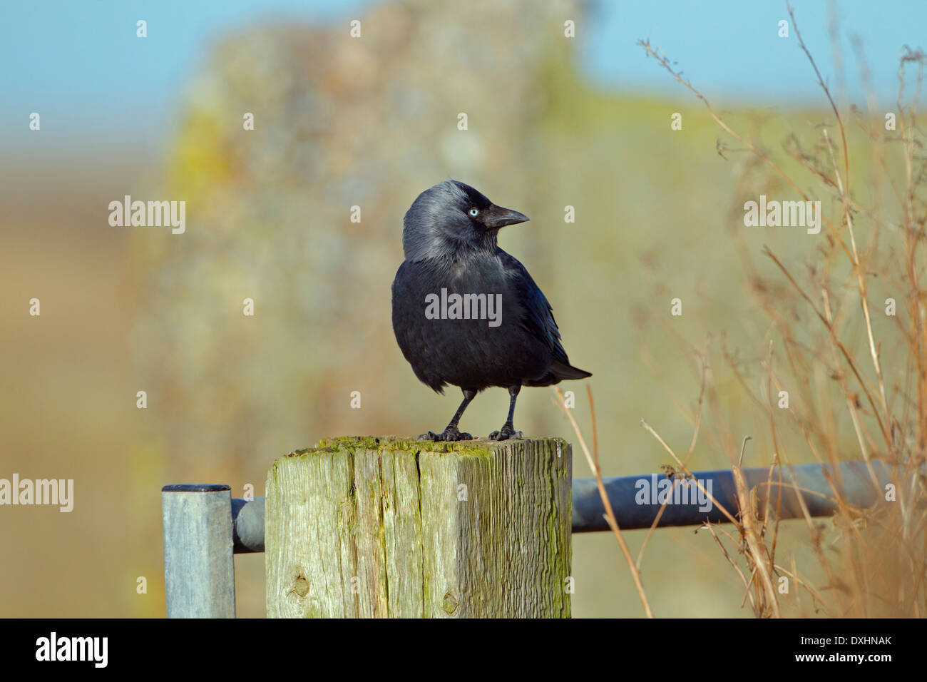 Dohle Corvus Monedula Winter Portrait Stockfoto