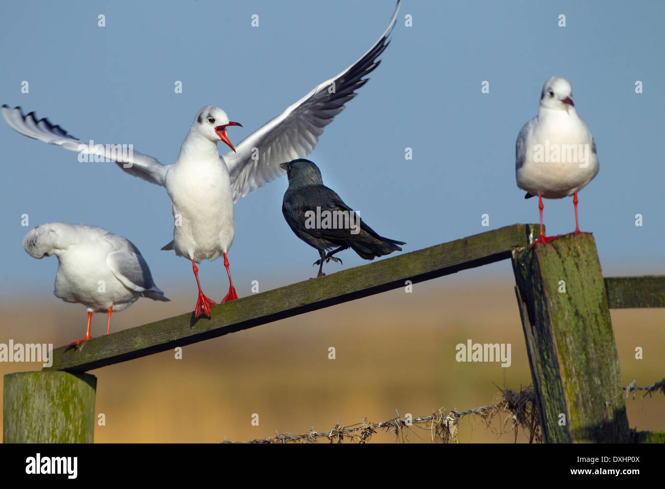 Schwarze Spitze Möwen Larus Ridibundus und Dohle Corvus monedula Stockfoto