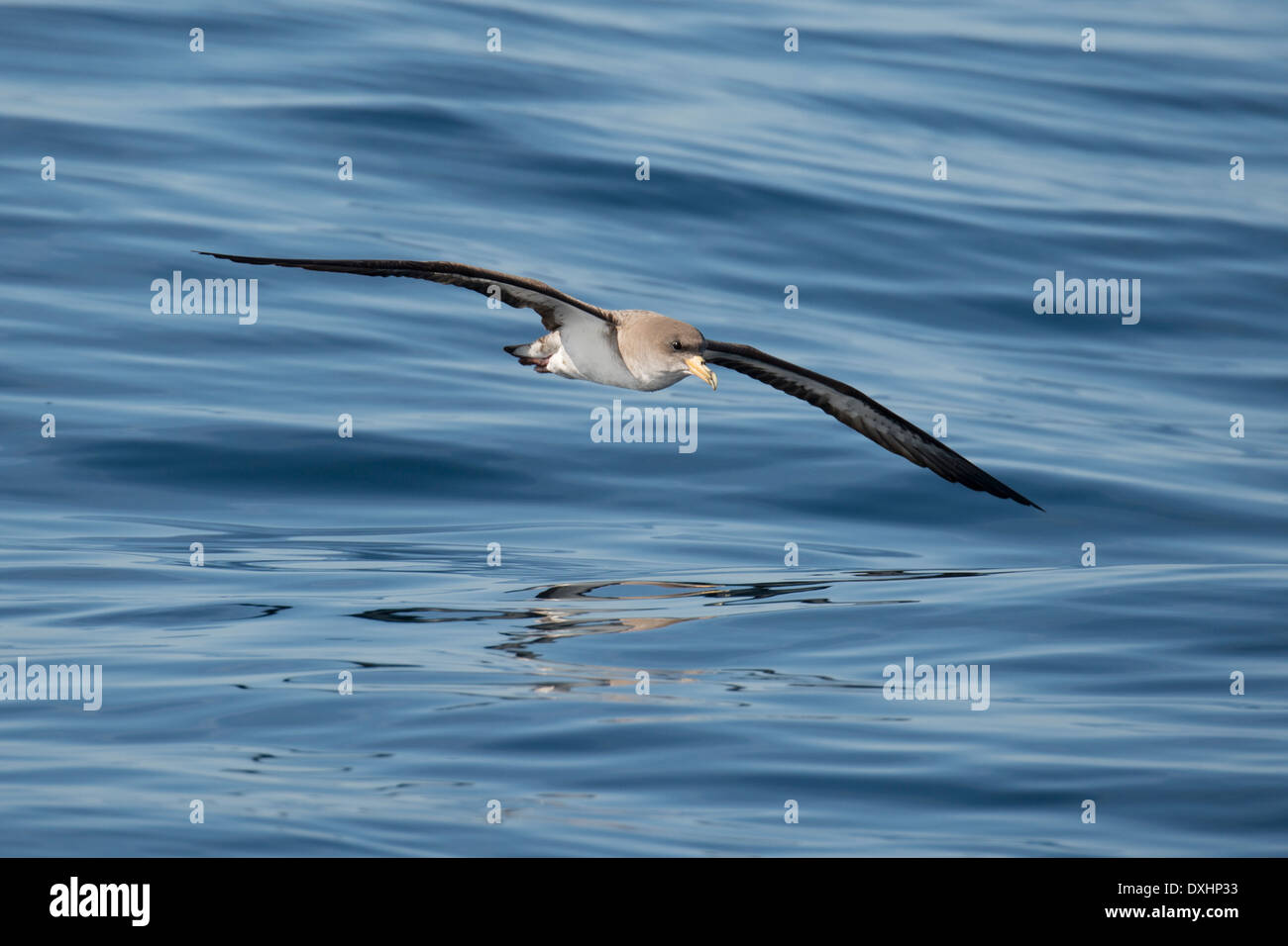 Cory Sturmtaucher (Calonectris Diomedea), La Gomera, Kanaren, Atlantik. Stockfoto