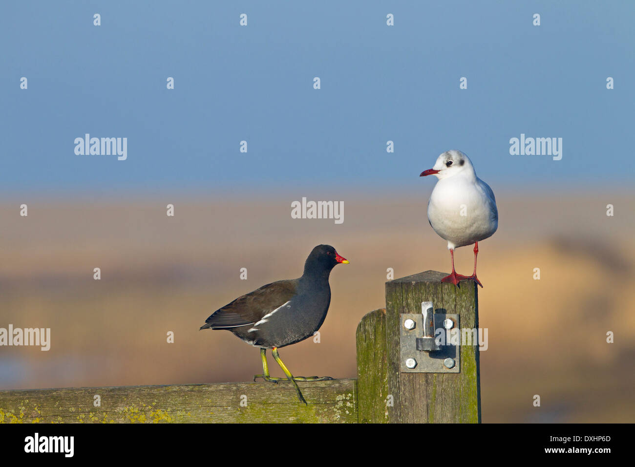 Moorhen Gallinula Chloropus thront auf Zaun mit Lachmöwe Stockfoto