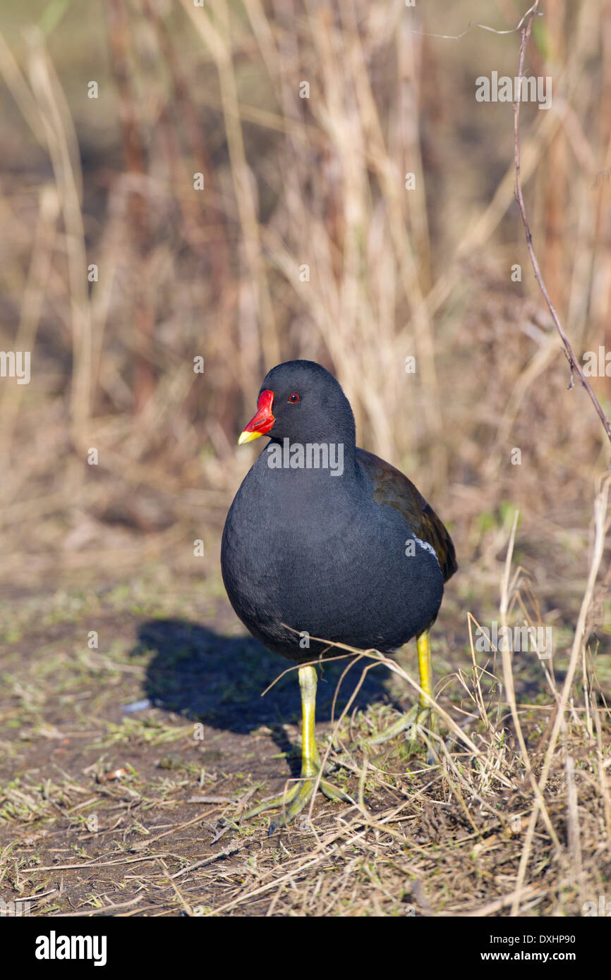 Sumpfhuhn Gallinula chloropus an cley Naturschutzgebiet Norfolk Stockfoto
