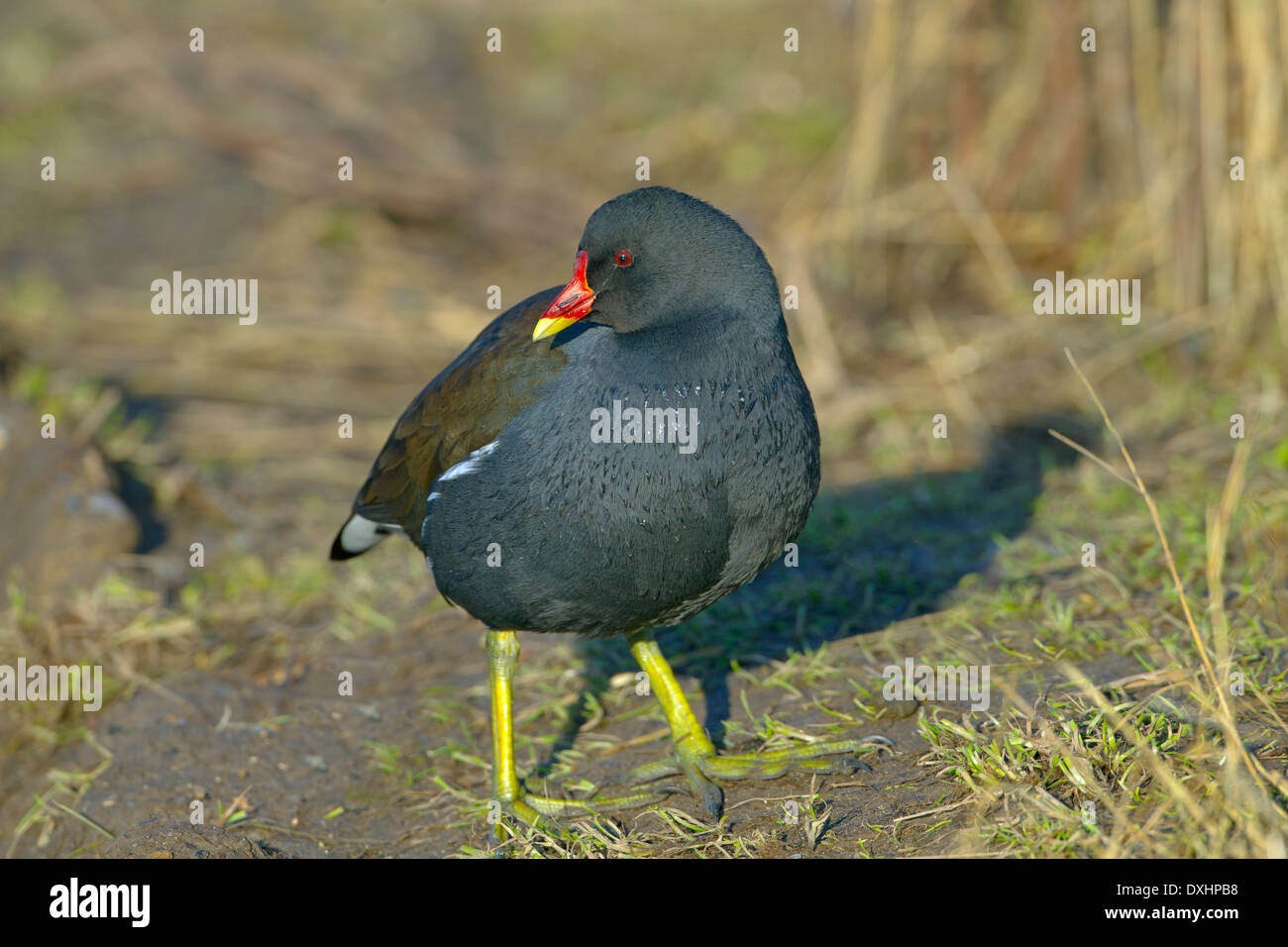 Sumpfhuhn Gallinula chloropus an cley Naturschutzgebiet Norfolk Stockfoto