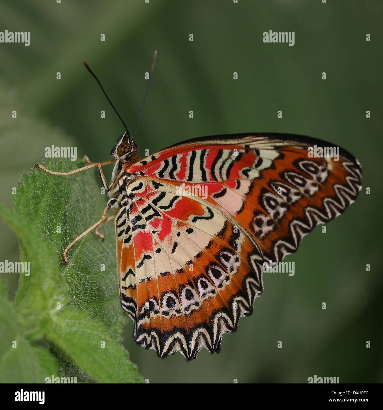 Nahaufnahme des asiatischen rot Florfliege Schmetterlings (Cethosia Biblis), 20 Bilder in allen Stockfoto