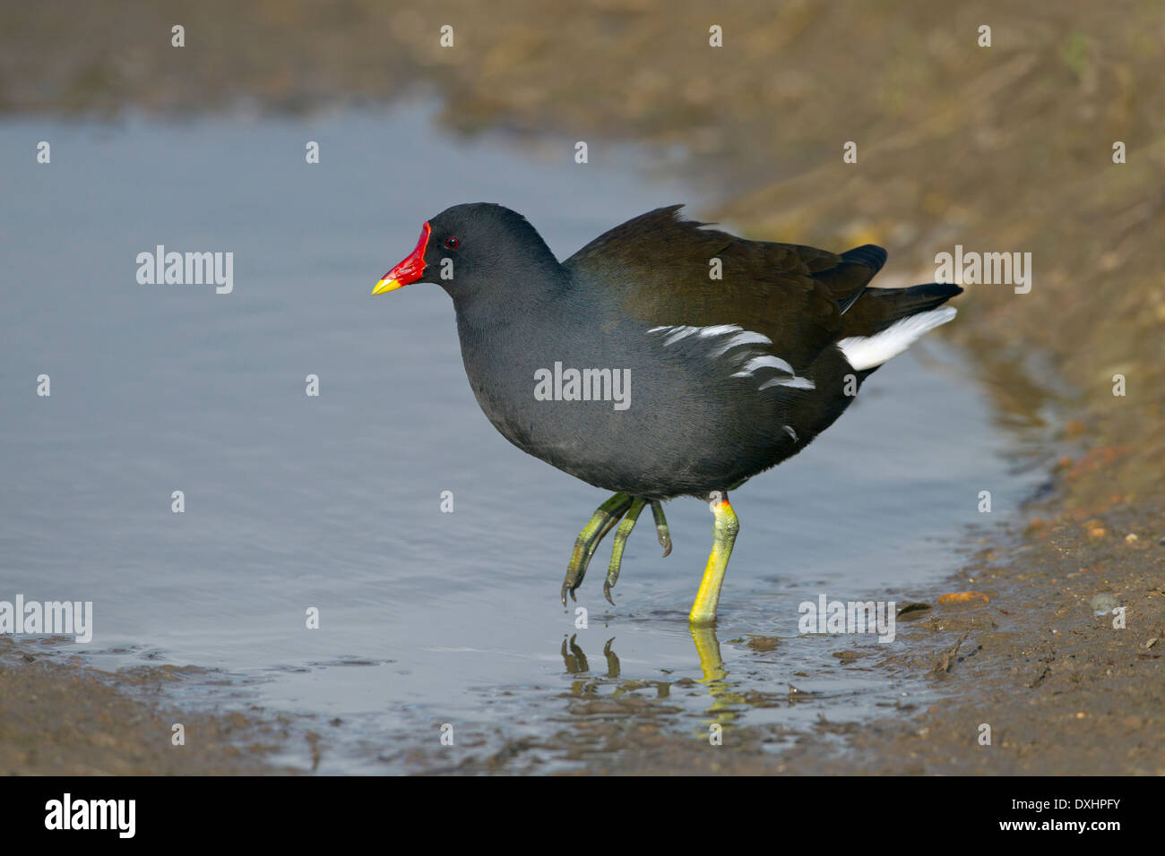 Sumpfhuhn Gallinula chloropus an cley Naturschutzgebiet Norfolk Stockfoto