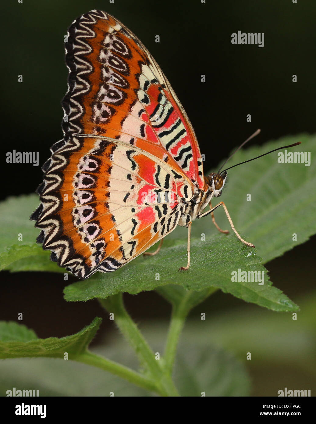 Nahaufnahme des asiatischen rot Florfliege Schmetterlings (Cethosia Biblis), 20 Bilder in allen Stockfoto