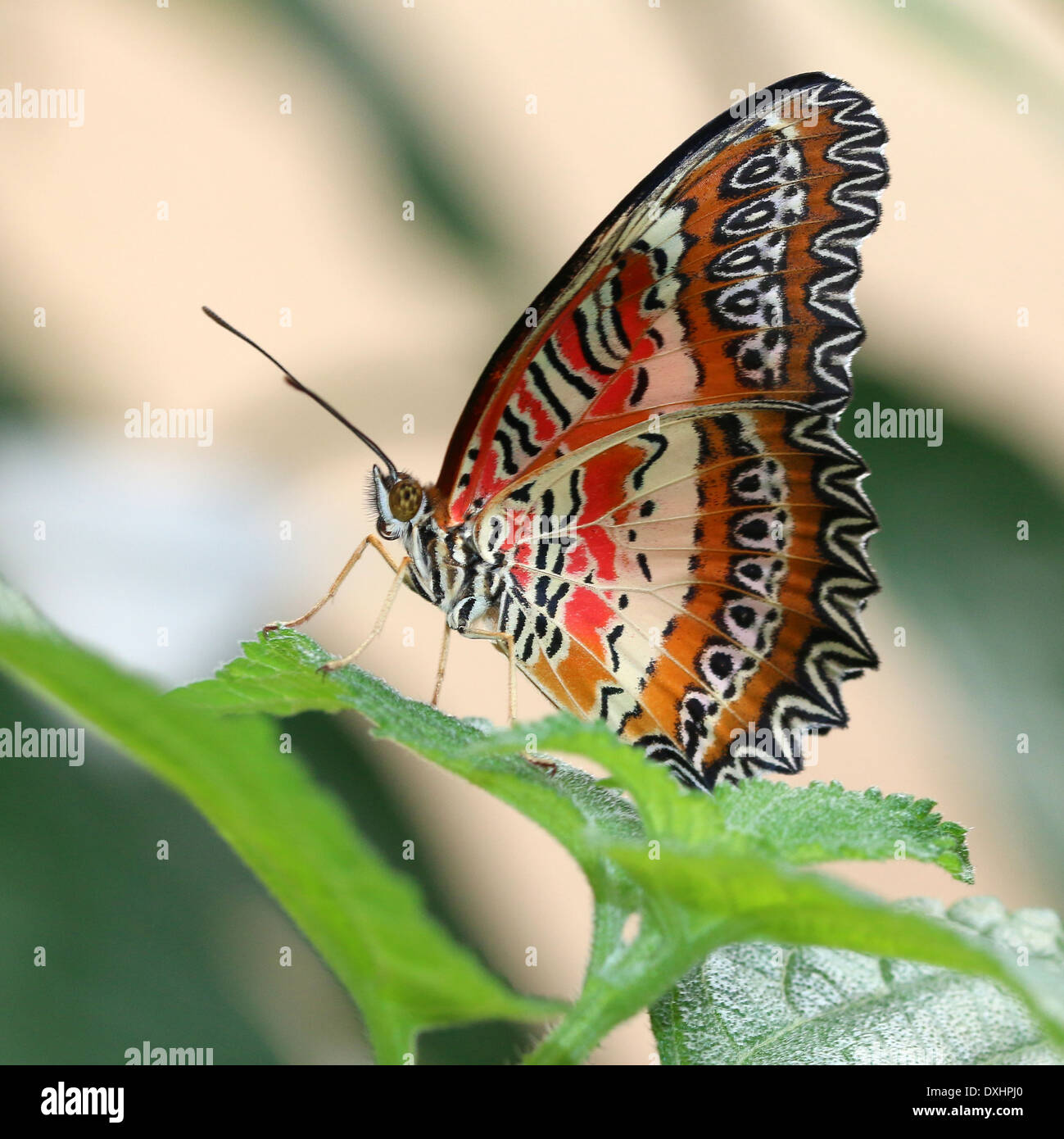 Nahaufnahme des asiatischen rot Florfliege Schmetterlings (Cethosia Biblis), 20 Bilder in allen Stockfoto