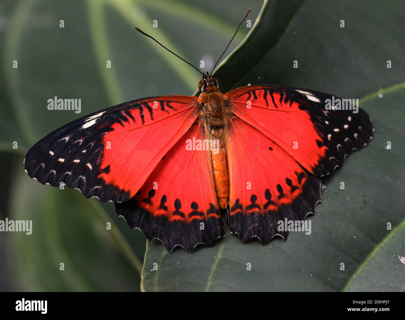 Nahaufnahme des asiatischen rot Florfliege Schmetterlings (Cethosia Biblis), 20 Bilder in allen Stockfoto