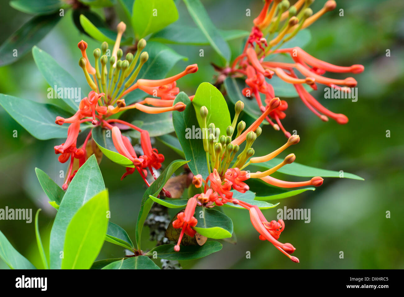 Blumen von den chilenischen Feuer Busch, Embothrium coccineum Stockfoto