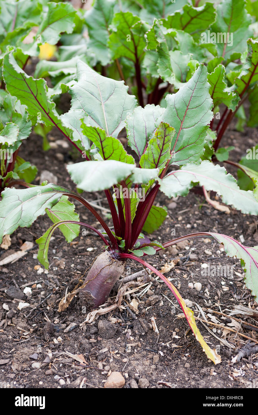 Rote Beete, Beta Vulgaris, zeigen ihre Distictive rote geäderten Blättern Stockfoto