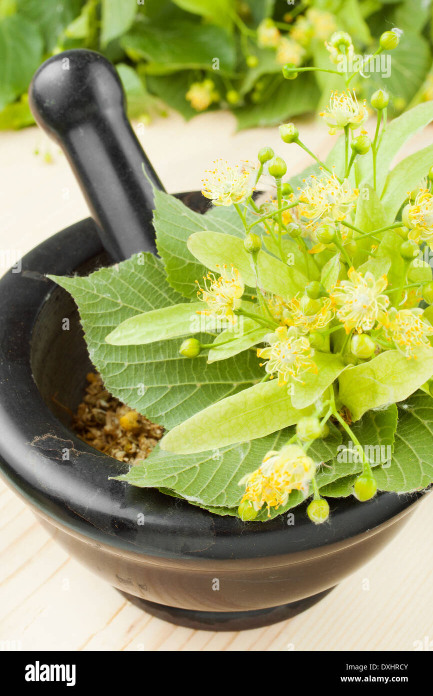 Mörser und Stößel mit Lindenblüten, Kräutermedizin Stockfoto