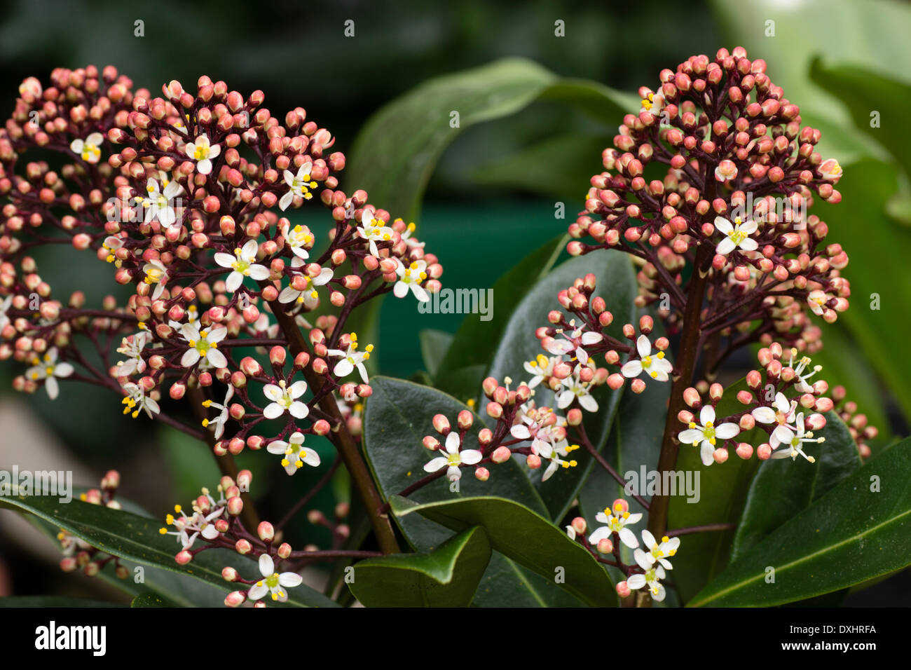 Männliche Blüten der Vorfrühling blühenden immergrüner Strauch, Skimmia Japonica 'Rubella' Stockfoto