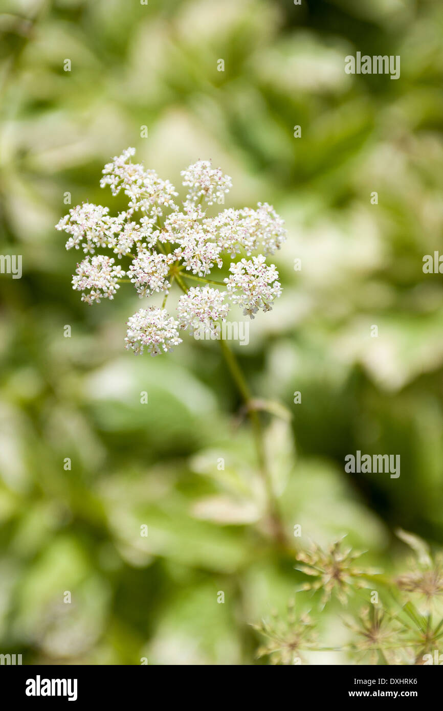 Kuh Petersilie, Anthriscus Sylvestris, bekannt als wilder Kerbel, wilde Schnabel Petersilie, Keck oder Queen Anne es Lace. Stockfoto