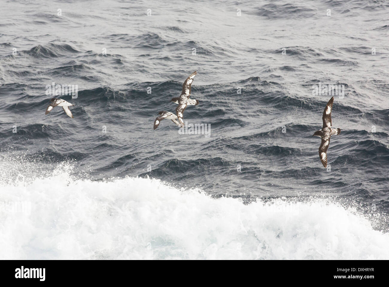 Kap-Schwalben fliegen in die Drake-Passage, Sub-Antarktis. Stockfoto