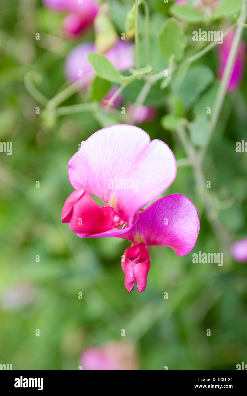 Rosa Sweet Pea Blume (Lathyrus man) mit grünem Laub Hintergrund in einem englischen Garten. Stockfoto