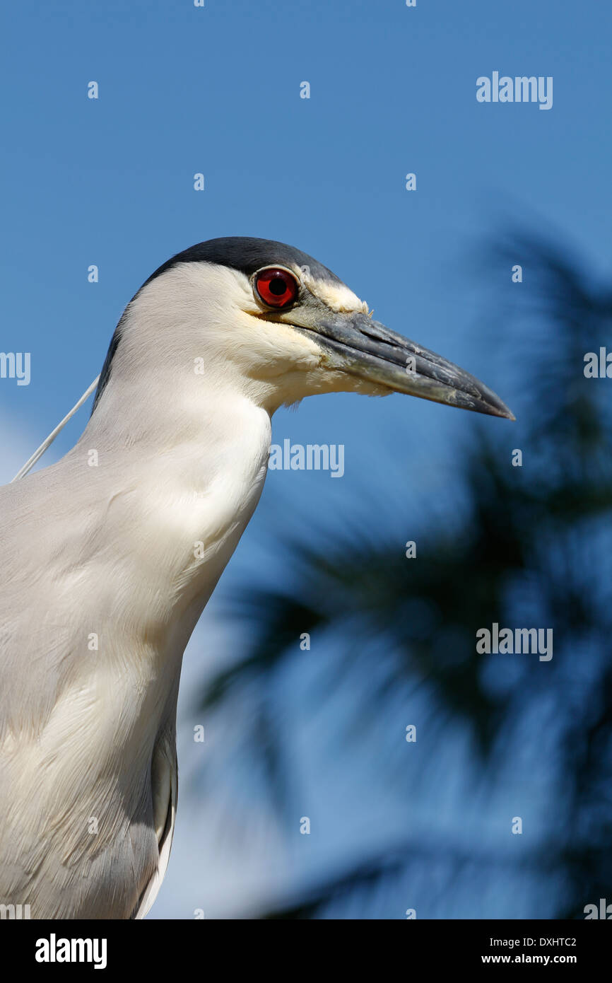 Ein schwarz-gekrönter Nachtreiher, Nycticorax Nycticorax, im Everglades National Park, Florida Stockfoto