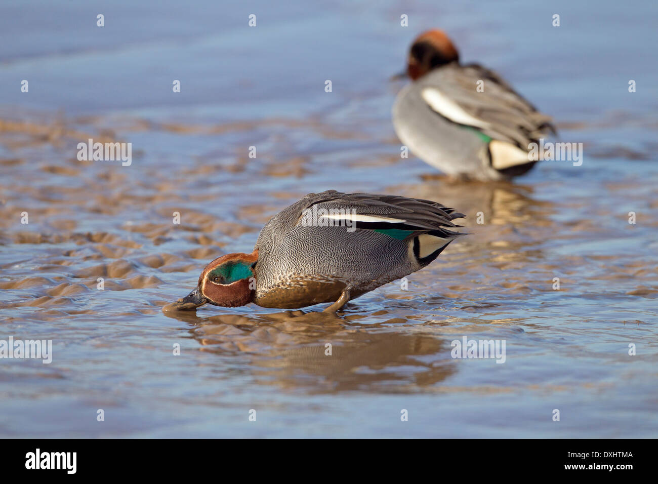 Petrol / Anas Vogelarten Männchen füttern im Wattenmeer Norfolk Februar Stockfoto