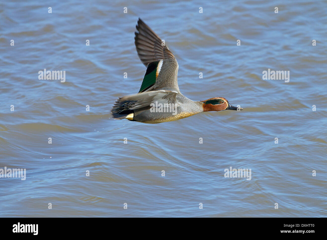 Petrol / Anas Vogelarten Drake im Flug über den Küsten creek Stockfoto