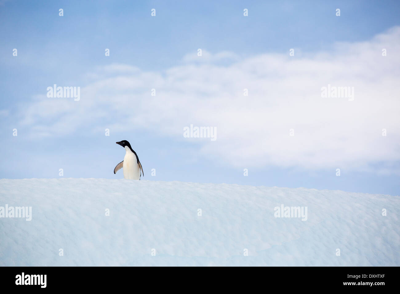 Ein Adelie Penguin, Pygoscelis Adeliae auf einem Eisberg von Krapp Klippen, Suspiros Bay, am westlichen Ende von Joinville Island, Antarktis. Adelie sind eine echte antarktische Arten, die als Folge des Klimawandels, der antarktischen Halbinsel, deren einzige Brutstätten leiden, ist eines der am schnellsten Erwärmung Gebiete auf dem Planeten. Dies verursacht Adelies Süden migrieren. Sie sind in den Zahlen reduziert, sie ernähren sich fast ausschließlich von Krill, die als Folge des Klimawandels auch rückläufig ist. Stockfoto