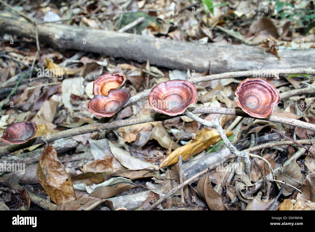 Pilz auf einen Wald in Indien Stockfoto