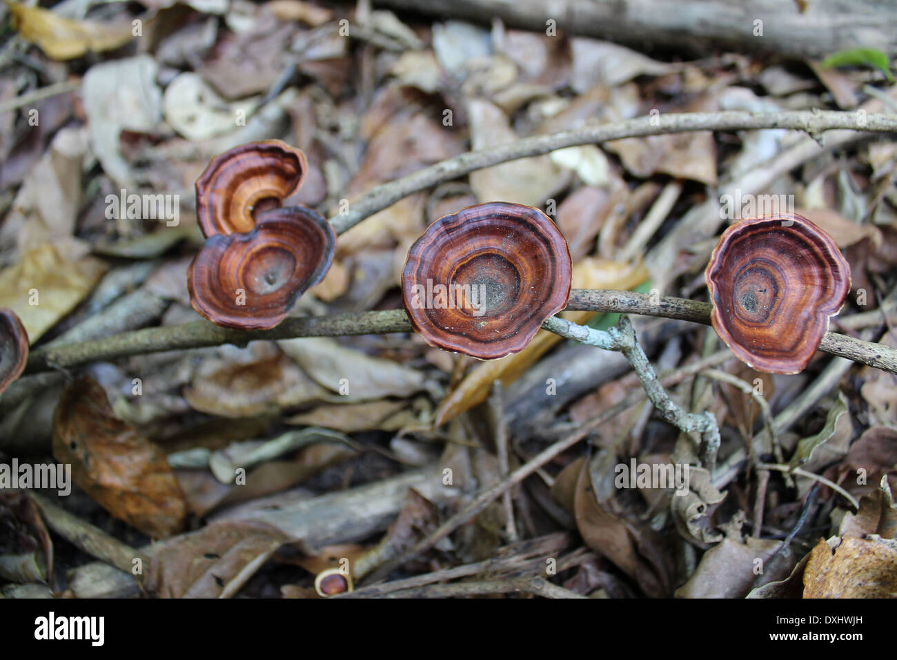 Pilz auf einen Wald in Indien Stockfoto