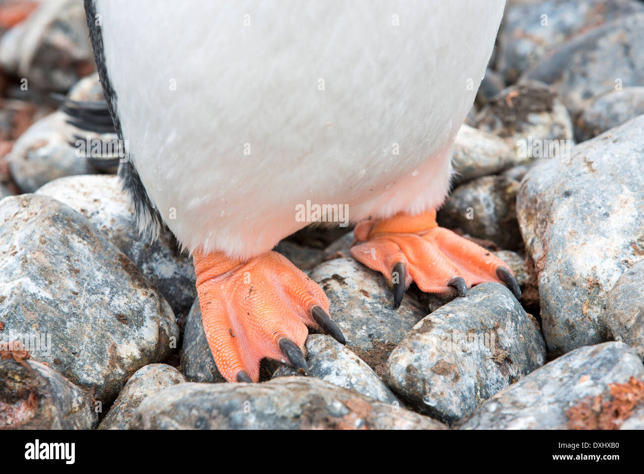 Ein Gentoo Penguin an Hannah Punkt auf Livingston Insel in der südlichen Shetland-Inseln, Antarktis. Stockfoto