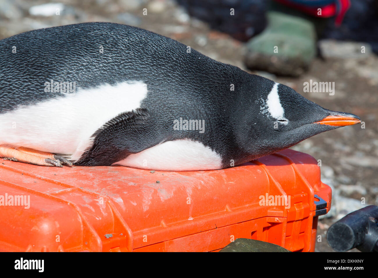 Ein Gentoo Penguin ruht auf einem Pelikan Kameratasche Hannah Zeitpunkt auf Livingston Insel in der südlichen Shetland-Inseln, Antarktis. Stockfoto